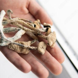 high quality albino amazoniam mushroom with distinctive white cap