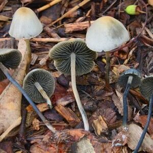 Blue meanies mushroom foe sale