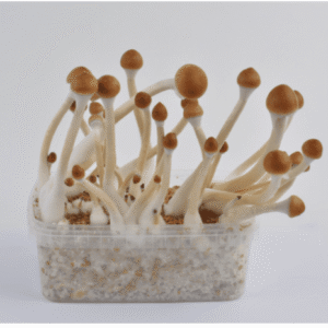 B+ Magic Mushroom Grow Kit – Premium Psilocybe Cubensis Cultivation Box