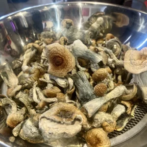 Cluster of matured golden teacher mushrooms with large , golden bronze caps and slender curved stems