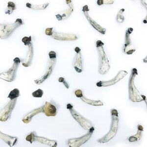 Psilocybe azurescens mushrooms growing on wood chips in a coastal dune environment