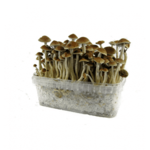 Freshness Mushrooms Grow Kit McKennaii – premium mushroom cultivation kit for sale