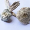 A+ magic mushrooms- premium psilocybin products displayed elegantly