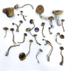 Shop Amazonian magic mushroom