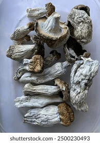 Macro photograph detailing the blue bruising common on the enigma strain , a sign of psilocybin content