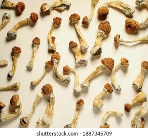 Dried wavy z mushroom with golden brown caps and white stems