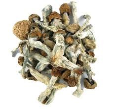 close-up of psilocybe cubensis trinity mushroom showing their large , caramel-colored caps and characteristics white, fibrous, stems