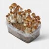 B+ Magic Mushroom Grow Kit XL fully colonized for home cultivation