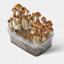 B+ Magic Mushroom Grow Kit XL fully colonized for home cultivation