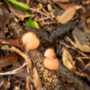 Microscopic view of arenal volcano mushroom