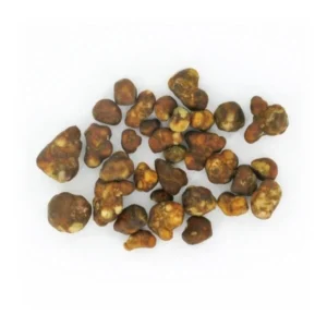 Magic Truffle Fantasia fresh psilocybin truffles displayed